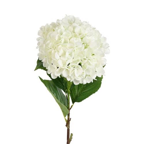 Hortensia XL hvid h 79 cm
