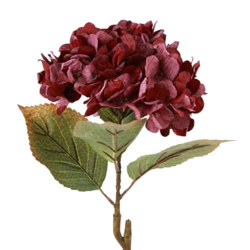 Hortensia bordeaux h 64 cm