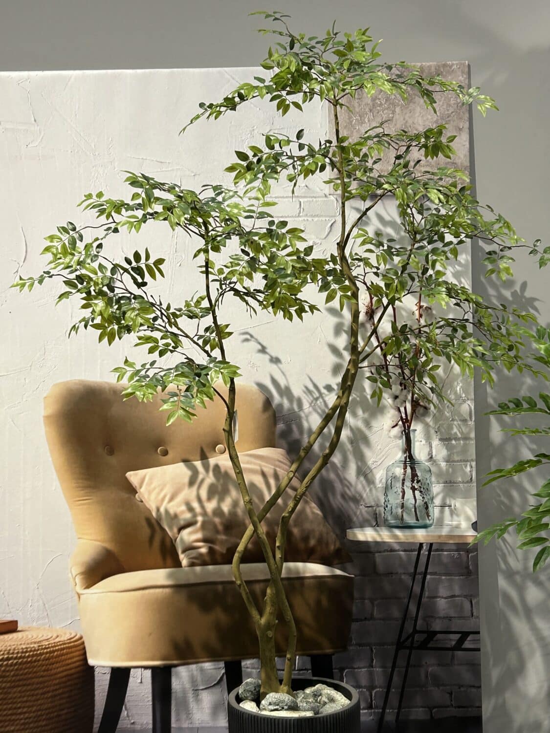 Jaboticaba træ h 210 cm