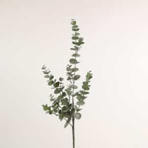 Eucalypthus gren h 75 cm